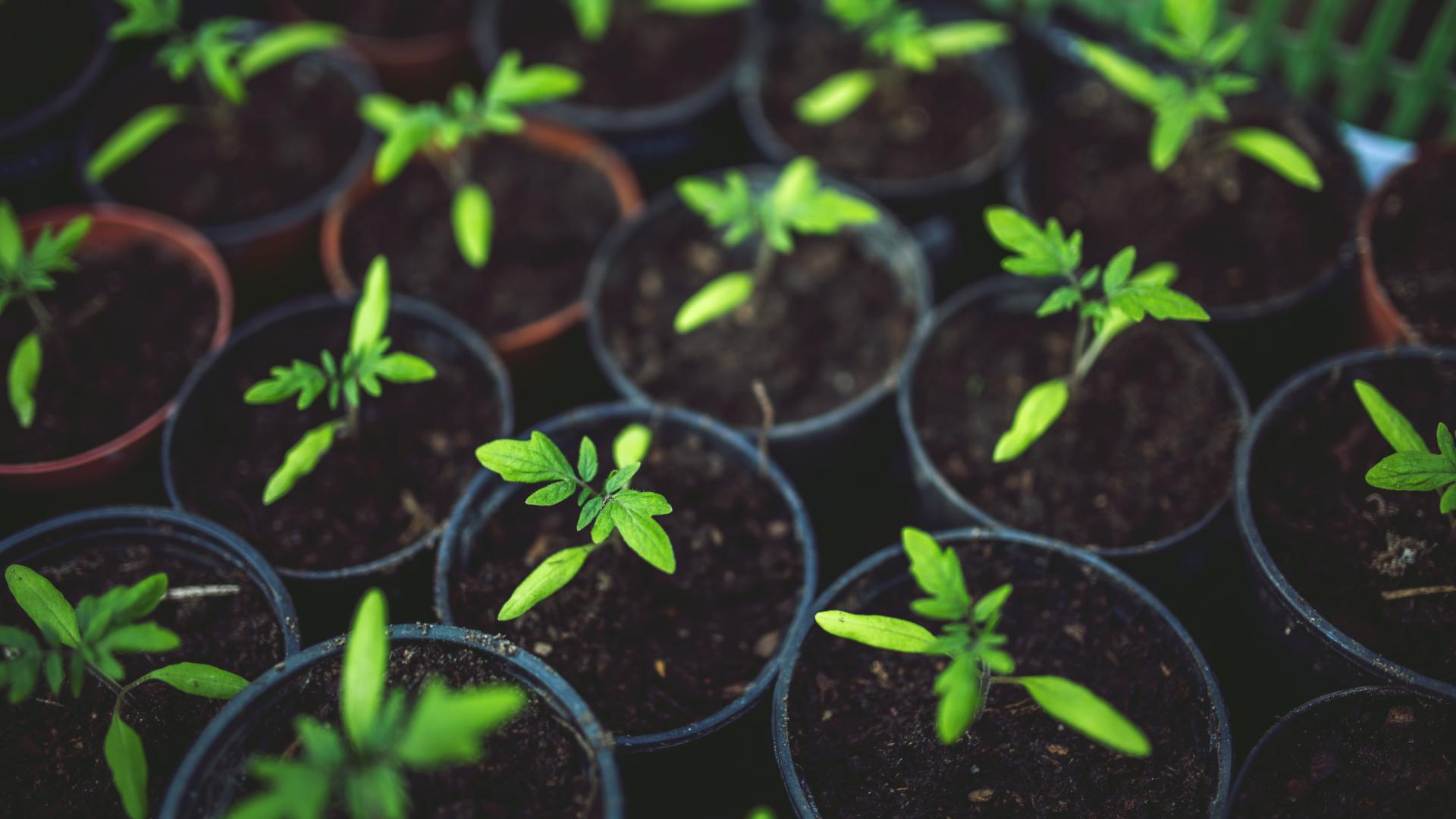 small potted plants