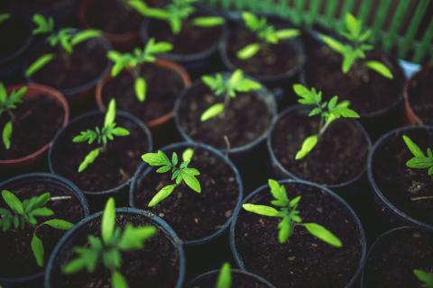 small potted plants